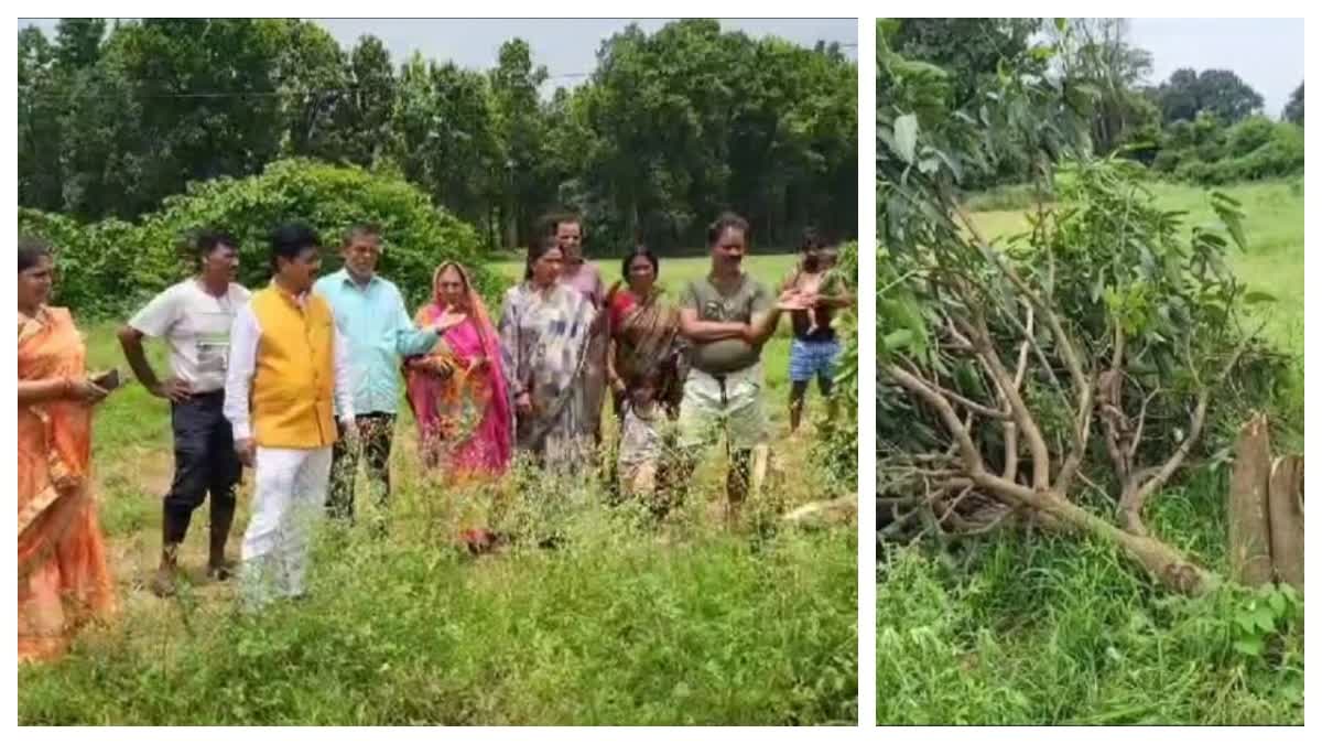 Mango Orchard Destroyed