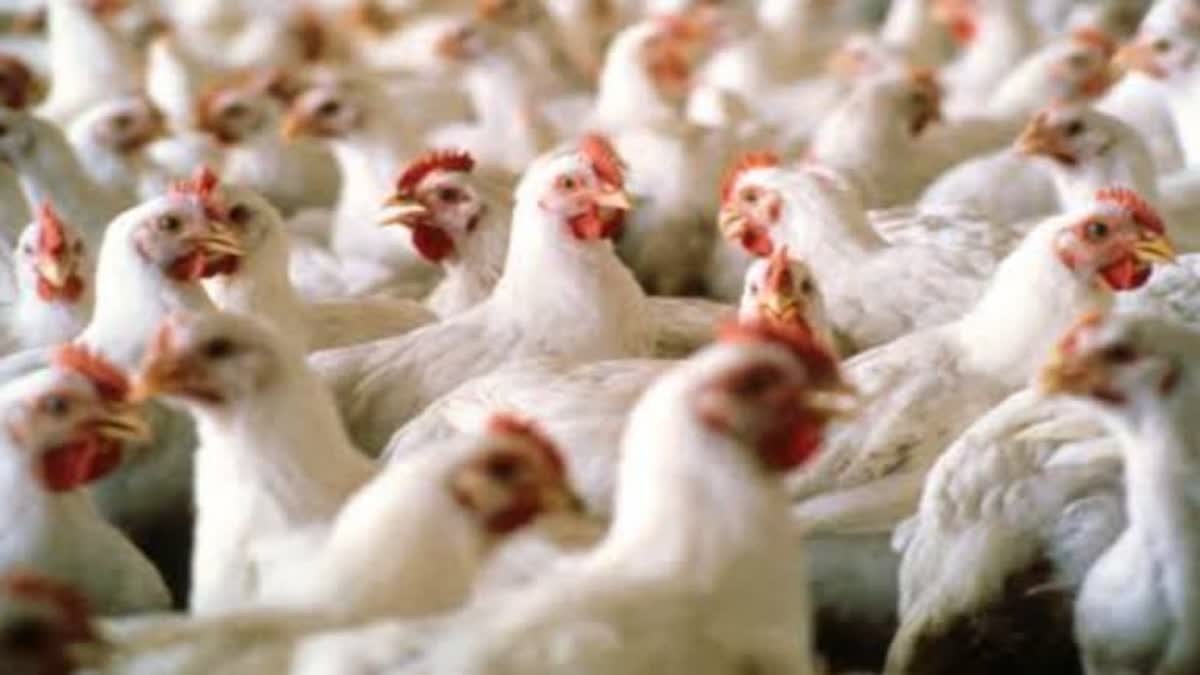 CHICKEN PRICE DECREASE  കോഴിവില കുറഞ്ഞു  CHICKEN PRICE IN KERALA  ഇറച്ചിക്കോഴി വില കേരളം