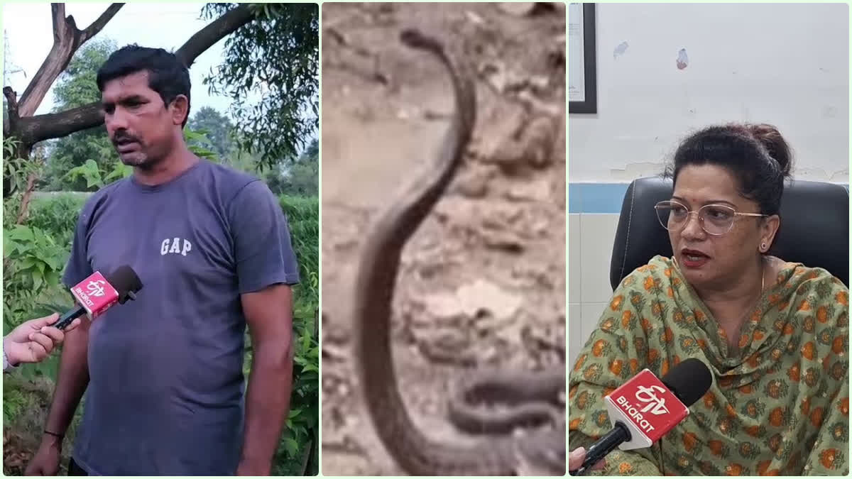 Children ate snake in Ramnagar