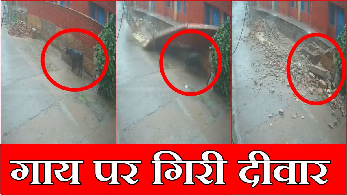 Wall fell on cow in Nuh of Haryana pictures captured in CCTV