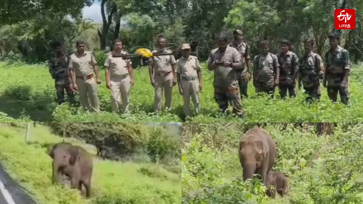 தாயுடன் சேர்க்கப்பட்ட குட்டியானை