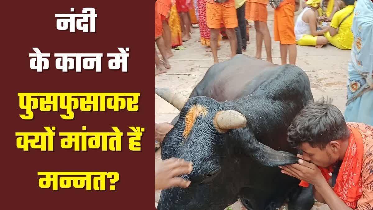 importance-of-worship-nandi-in-baba-baidyanath-dham-deoghar