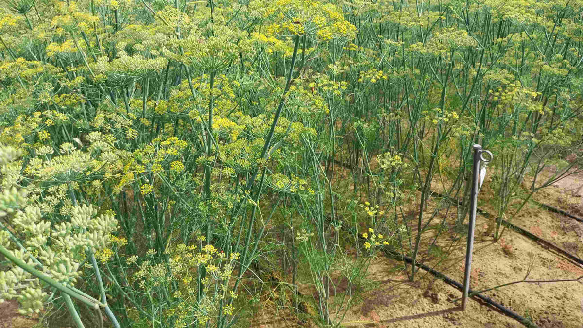 New Variety Of Fennel RF 290