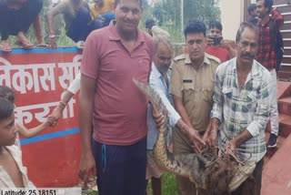 CROCODILE RESCUE IN KOTA