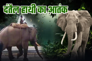 ELEPHANT ATTACK IN JANJGIR CHAMPA