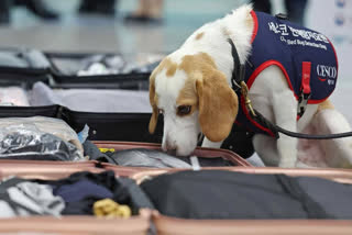 South Korean Sniffer Dog Searches For Post-Olympic Bedbugs