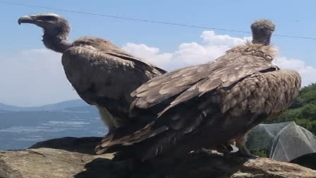 ರಣಹದ್ದು (ಸಂಗ್ರಹ ಚಿತ್ರ)