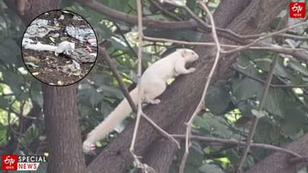 Rare White Squirrel Spotted In Amravati