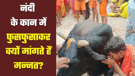 importance-of-worship-nandi-in-baba-baidyanath-dham-deoghar