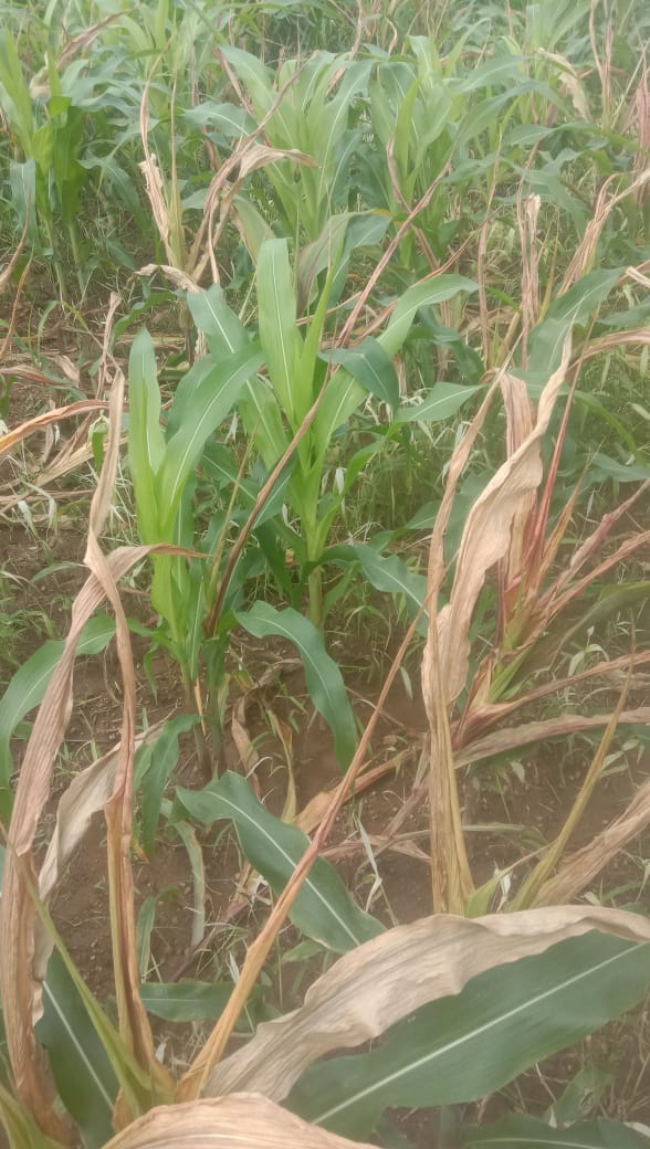 Jabalpur Corn Crop Spoil