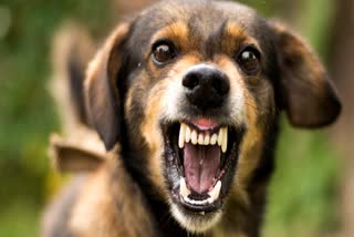 RABIES PREVENTION  DOG BITE PRECAUTIONS  URGENT CARE AFTER DOG BITE  DOG BITE TREATMENT