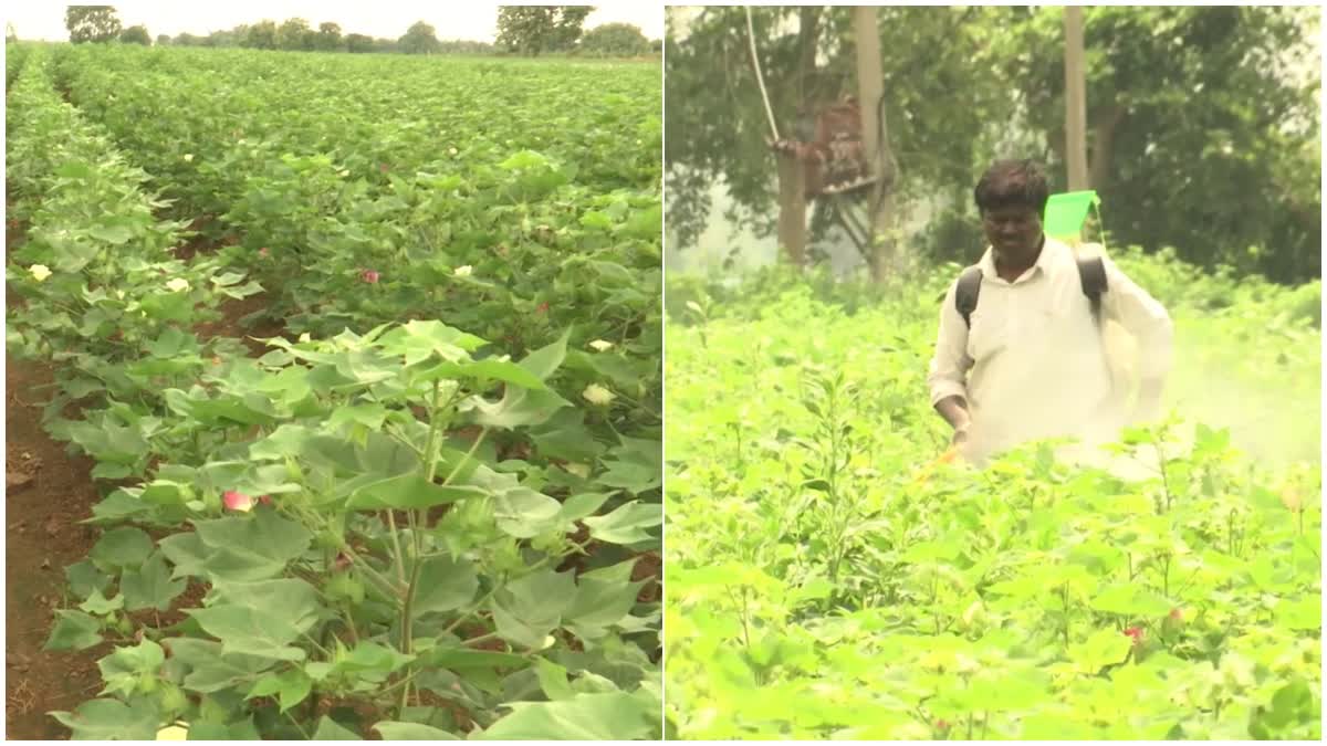 Cotton Farmers Facing Problems To proper Rains