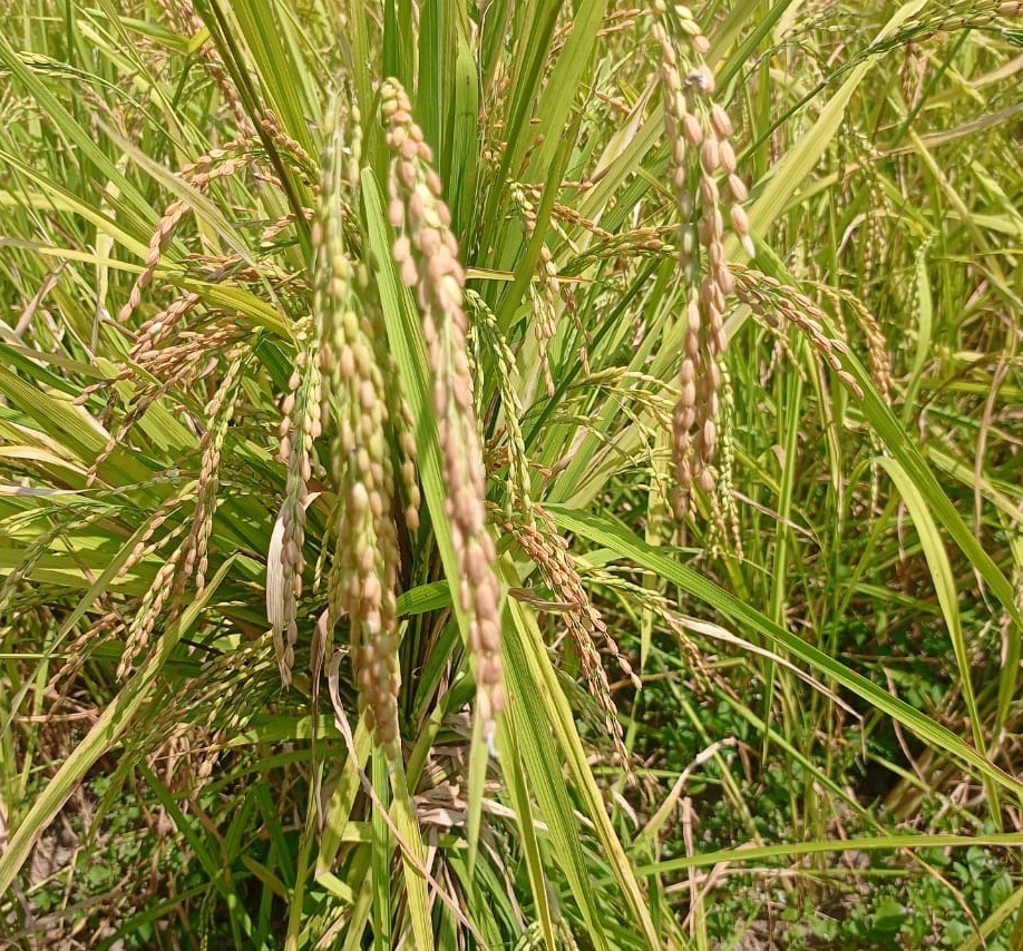 Benefits of red paddy