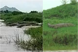 Increase in the number of crocodiles