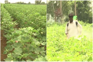 Cotton Farmers Facing Problems To proper Rains