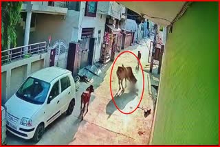 cattle attack on child in Fatehabad stray animals in fatehabad