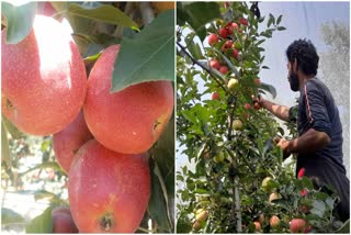 Harvesting of high density apples has started in Pulwama