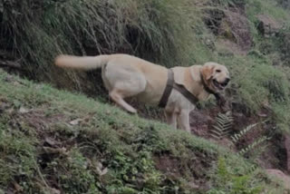 Indian Army Canine Kent