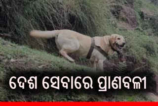 Heroic Indian Army canine Kent: ଦେଶର ସୁରକ୍ଷା ପାଇଁ ଟଳି ପଡିଲା ‘କେଣ୍ଟ’