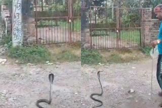 Snake found in tiles factory