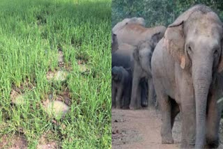 Elephant Terror In Ramanujganj