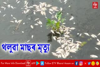 Unusual death of fishes in waterbody of majuli