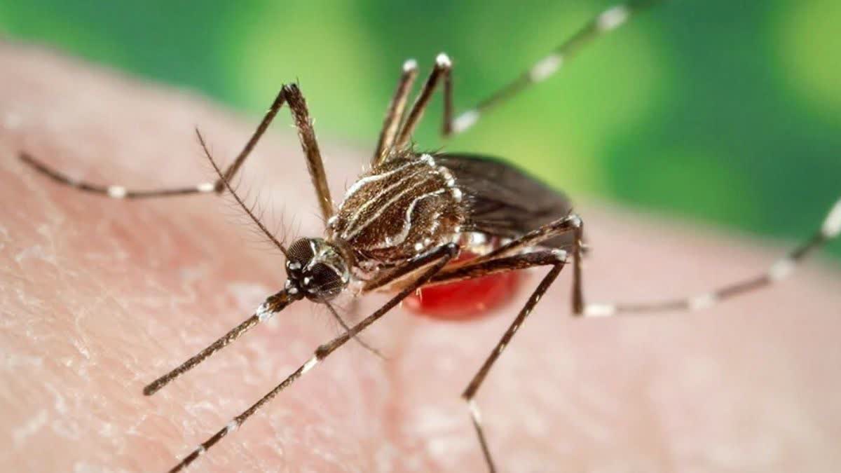 Dengue Increased In Nashik