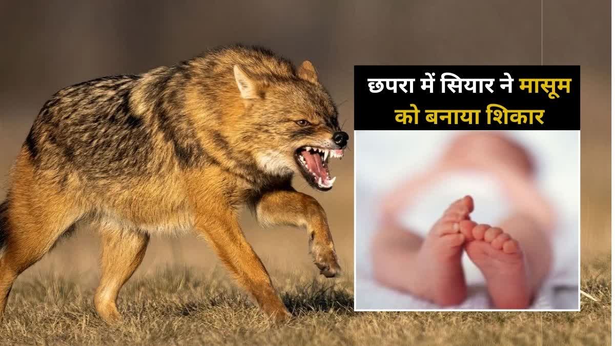 छपरा में सियार के हमले में बच्ची की मौत