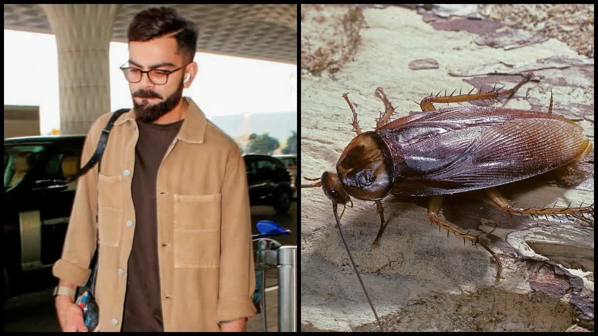 Virat Kohli eat cockroach