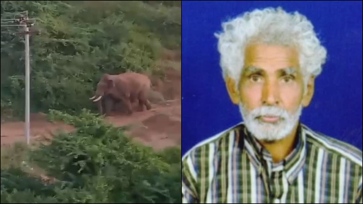 யானை தாக்கி உயிரிழந்த முதியவர்