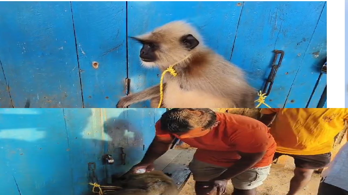 MONKEY SEEKS TREATMENT