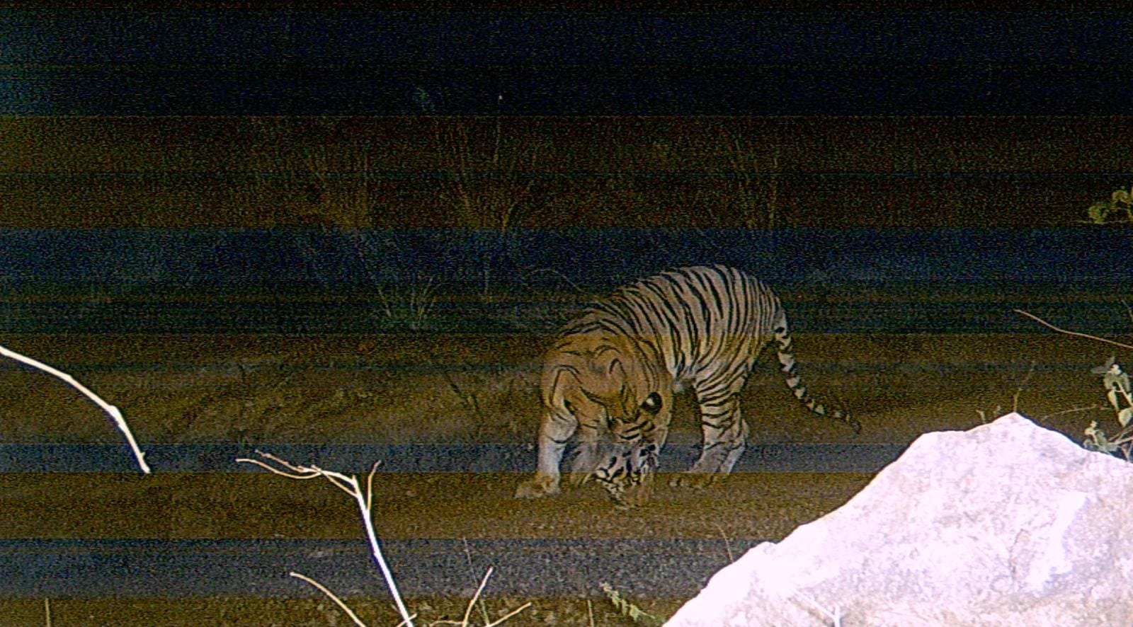 Tiger and tigress in Bhoramdev