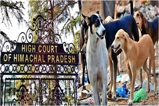 HC on Central Govt Policy on Dog Sterilization