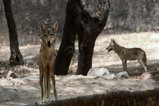 Two women injured in an attack allegedly by a wolf in Mahasi village