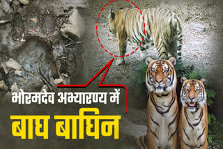 Tiger and tigress in Bhoramdev