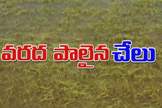 crops_loss_due_to_floods_in_guntur_district