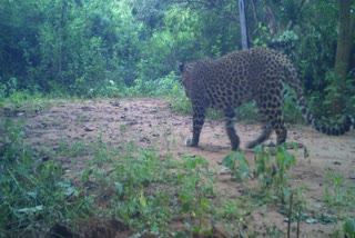 LEOPARD ROAMING IN RAJAHMUNDRY