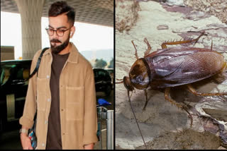 virat kohli eat cockroach