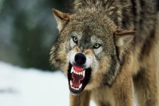 Bahraich  cannibal Wolf attack Two women injured  Fourth attack in 48 hours