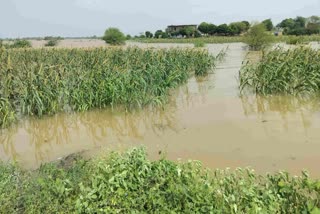 Morena Crops Destroyed