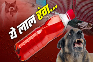 SAGAR DOGS TERROR