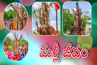 Anantapur Green Army Saved Big Tree