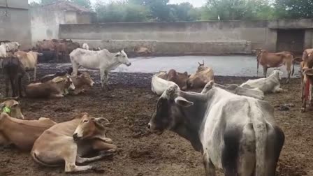 Durg Cattle Smuggling