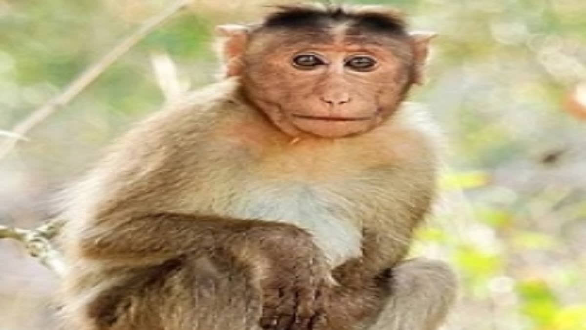 A monkey lived for two years with a genetically engineered pig kidney