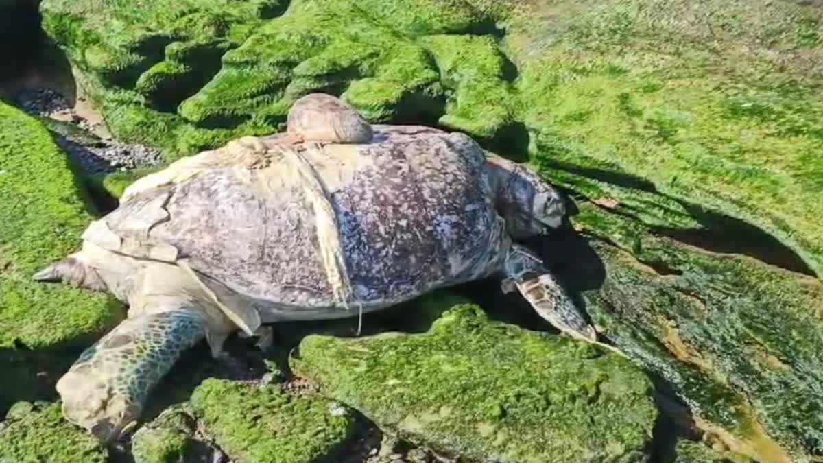 Endangered Species of Turtle : વિશ્વના બીજા નંબરના સૌથી મોટા લીલા દરિયાઈ કાચબો મૃત હાલતમાં મળ્યો, વનવિભાગે કાર્યવાહી શરુ કરી