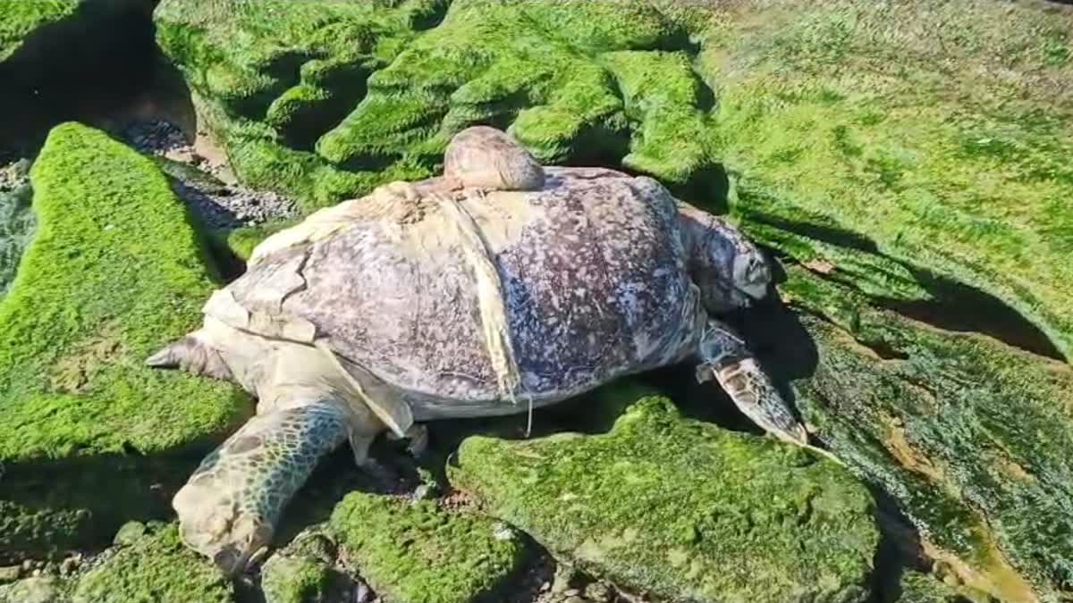 rare green sea turtle