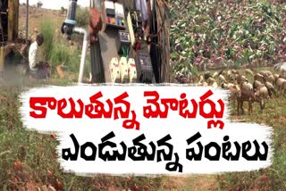 Crops_Damage_Due_To_Power_Cuts_Anantapuram