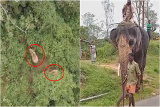 Gudalur elephant news