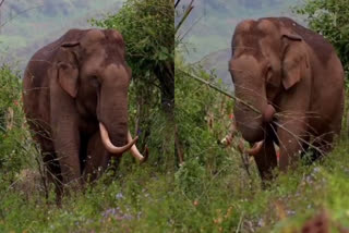 Padayappa Attack Munnar  Padayappa  Padayappa elephant attack  wild elephant munnar  പടയപ്പ  പടയപ്പ ആക്രമണം  പടയപ്പ ആക്രമണം മുന്നാർ  ചെണ്ടുവരൈ പടയപ്പ ആക്രമണം  കാട്ടാന കൃഷി നശിപ്പിച്ചു  കാട്ടാന ആക്രമണം