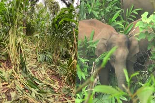 Elephant herd caused loss of lakhs  കാട്ടാന ശല്യം രൂക്ഷം  ലക്ഷങ്ങളുടെ നഷ്‌ട്ടം വരുത്തി കാട്ടാന കൂട്ടം  Elephant disturbance is severe  ആന കൃഷികൾ നശിപ്പിച്ചു  Elephants destroy crops  കാട്ടാന കൂട്ടം  Elephant  വനം വകുപ്പ് നടപടിയെടുത്തില്ല  forest department did not take any action